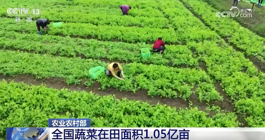 據(jù)農(nóng)業(yè)農(nóng)村部農(nóng)情調(diào)度，目前全國(guó)蔬菜在田面積1.05億畝，同比增加90多萬(wàn)畝